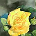 Zdzisław Rutkowski -  yellow rose