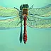 Magdalena Bronakowska - dragonfly II