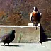 Piotr Pilawa - Deux pigeons sur le trottoir
