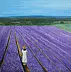 Robert Harris - Lavender Field