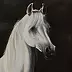 Michał Nowakowski - Portrait of a gray stallion