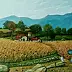 Giuseppe Sica - Wheat field