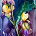 Zdzisław Rutkowski - purple irises