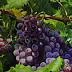 Светлана Бердник - Grapes, rich harvest