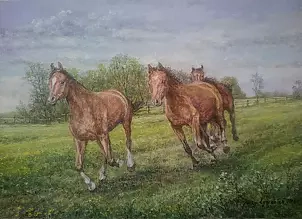   - 46/2017 Gallop the paddock