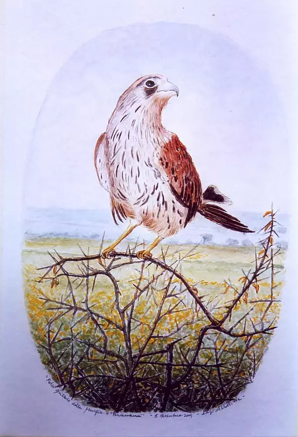 Luigi Abbattista - Falcon from areas Murgia