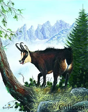 Tiziana Colleoni - Goat