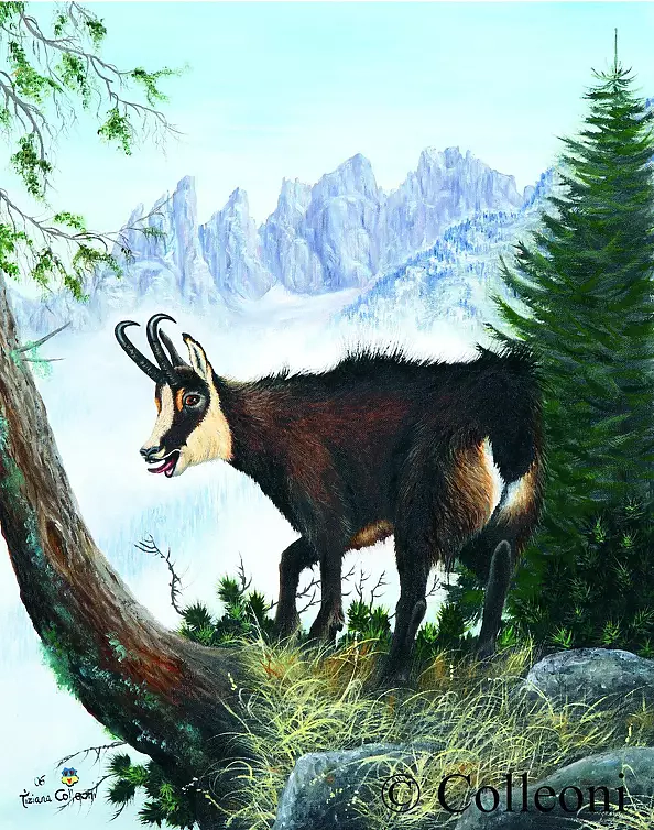 Tiziana Colleoni - Goat