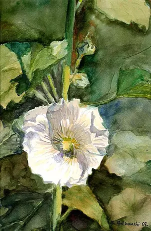 Zdzisław Rutkowski - Kwiat malwy