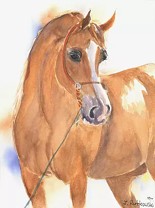 Zdzisław Rutkowski - Koń