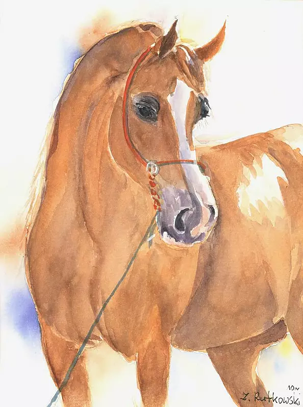 Zdzisław Rutkowski - Koń
