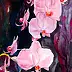 Zdzisław Rutkowski -  orchidée rose