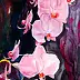 Zdzisław Rutkowski -  orchid pink
