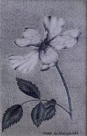 Witold Maciejewski - Polna rose