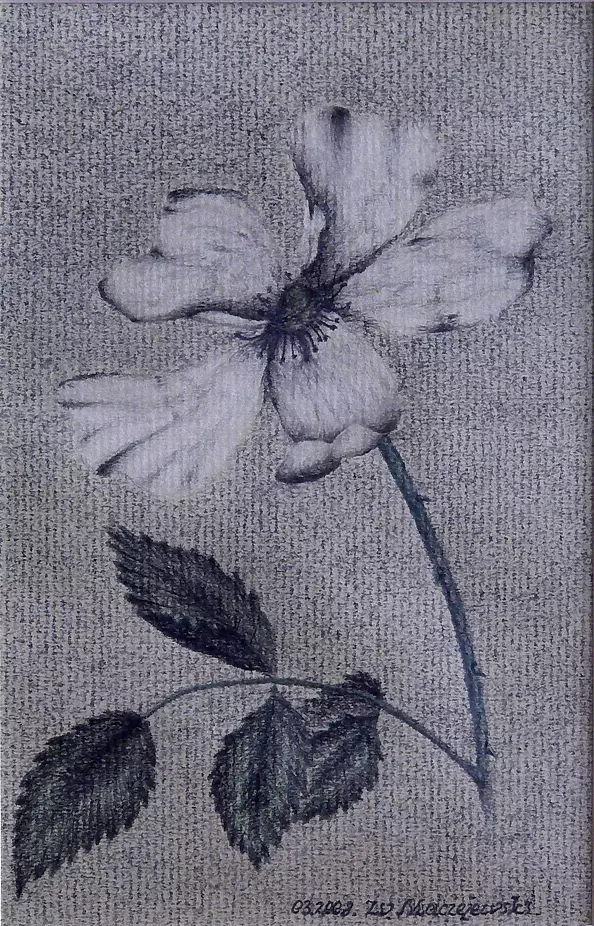 Witold Maciejewski - Polna rose