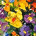 Olha Darchuk - Ein Strauß sonniger Blumen in einer Vase,