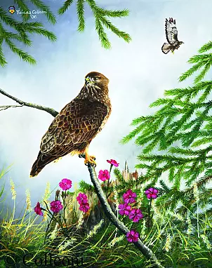 Tiziana Colleoni - Buzzard