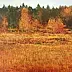 Tadeusz Gazda - Golden landscape