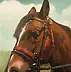 Jacek Łoziński - Horse