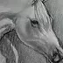 Oria Strobino - Pferd gemalt Bleistift II