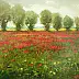 Tadeusz Gazda - Landscape with poppies