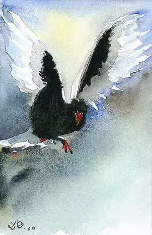 Zdzisław Rutkowski - Mewa białoskrzydła