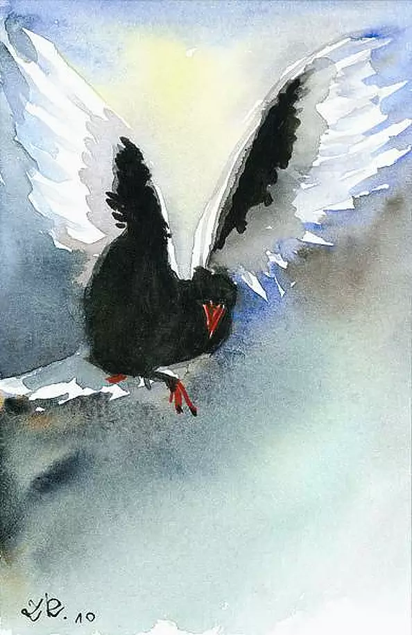 Zdzisław Rutkowski - Mewa białoskrzydła