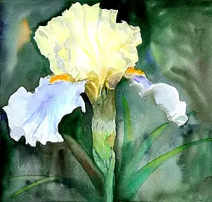 Zdzisław Rutkowski - Irys żółto-niebieski