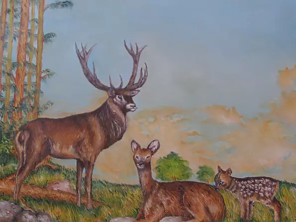 Weronika Stępień - Zwierzęta