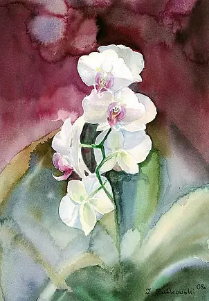 Zdzisław Rutkowski - Storczyk/phalaenopsis/