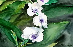 Zdzisław Rutkowski -  Storczyk