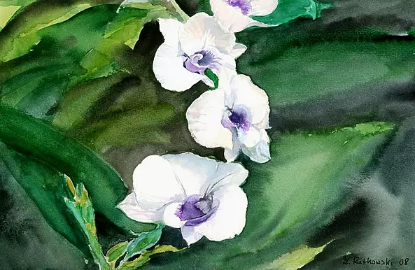 Zdzisław Rutkowski -  Storczyk