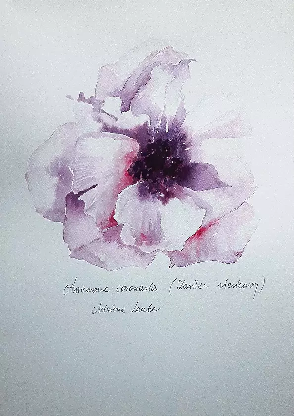 Adriana Laube - "Anemone"