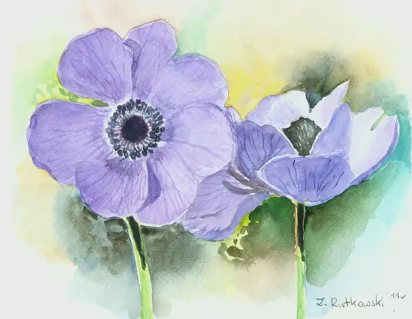 Zdzisław Rutkowski - Anemony