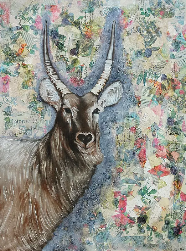 Amelia Augustyn - Antylopa