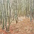 Andrzej Hamera - forêt d'automne