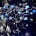 Pavel Volykhine - BLUE orchite