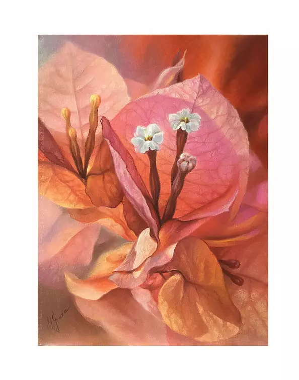 Maria Gruza - Bougainvillea