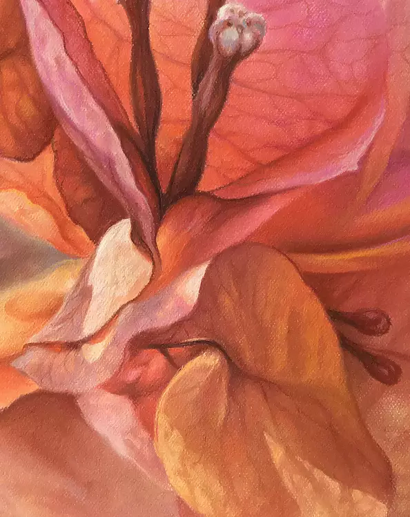 Maria Gruza - Bougainvillea