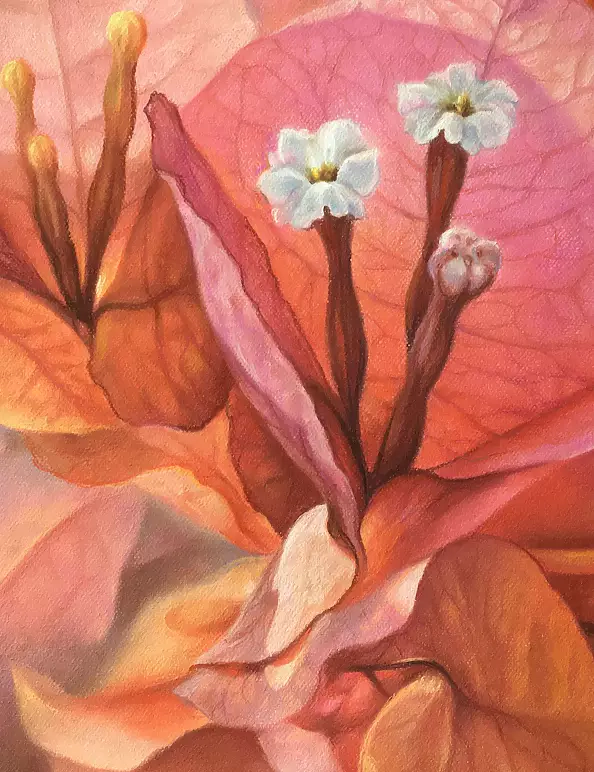 Maria Gruza - Bougainvillea