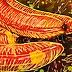 Mariusz Krzysztof Aniśko - Bananas