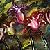 Marzena Salwowska - So Very Sanguine Tulips