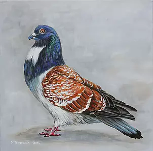 Katarzyna Niemczak - Colorful