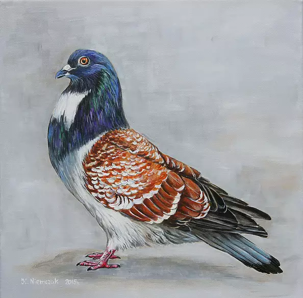 Katarzyna Niemczak - Colorful