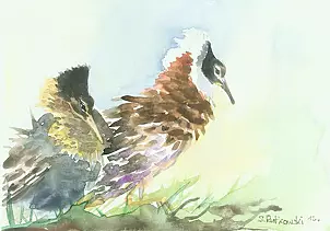 Zdzisław Rutkowski - Bataliony/bojowniki/ philomachus pugnax