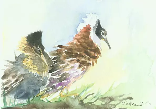 Zdzisław Rutkowski - Battalions / fighters / Philomachus pugnax