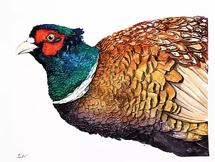   - pheasant
