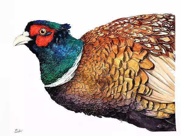 Karolina Kijak - pheasant