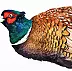 Karolina Kijak - pheasant