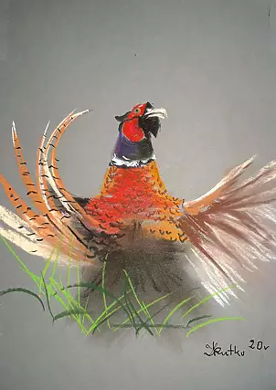 Zdzisław Rutkowski - Bażant